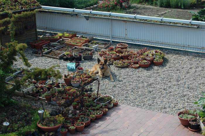 Sempervivum Dachwurz Hauswurz